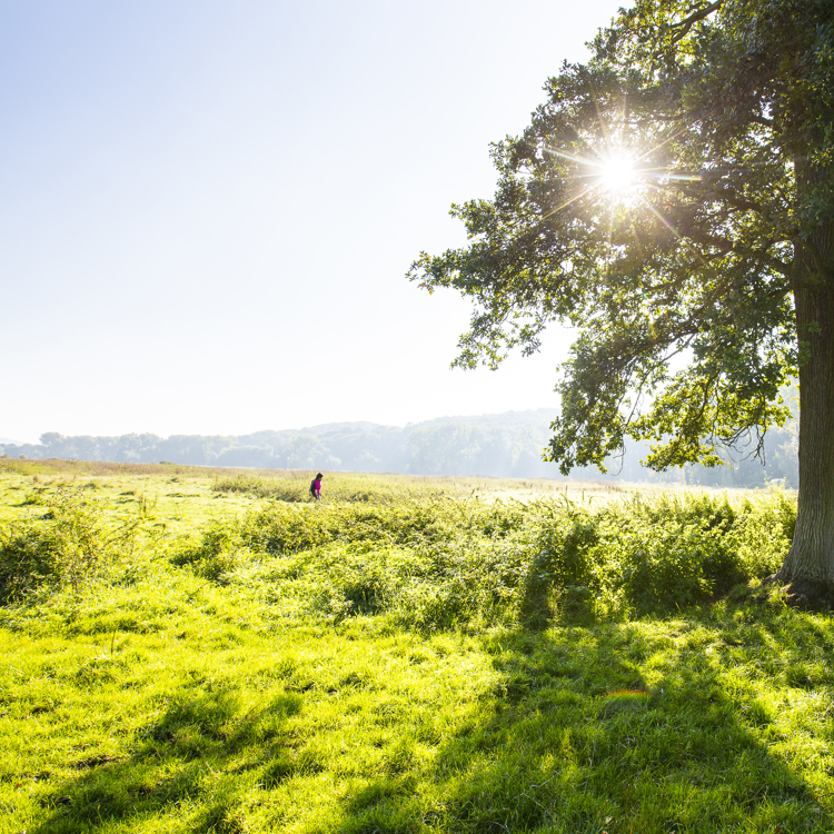 Felle zon schijnt door een boom staande in een grasveld waar een wandelaar passeert in het Ingendael