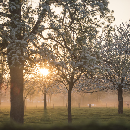 Bloesem in hoogstamgaard met opkomende zon