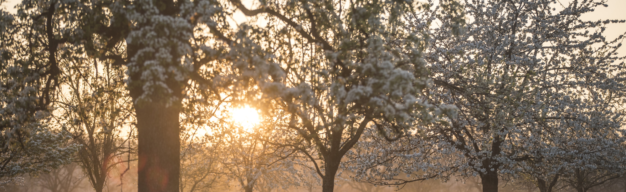 Bloesem in hoogstamgaard met opkomende zon