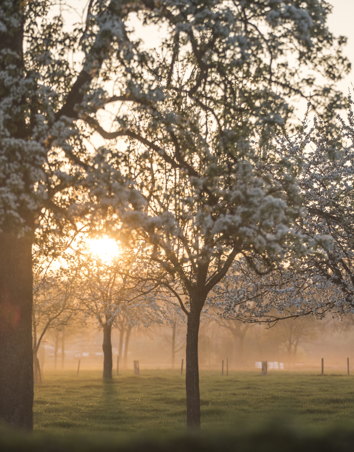 Bloesem in hoogstamgaard met opkomende zon