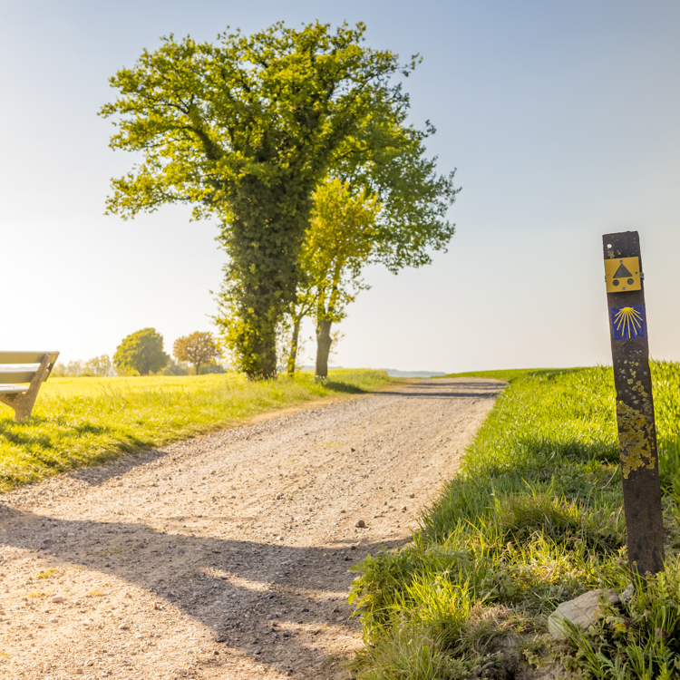 Onverharde veldweg met boom, rustbankje en bewegwijzeringspaaltje