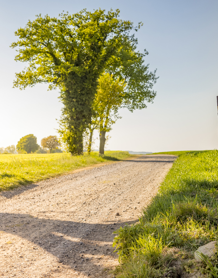 Onverharde veldweg met boom, rustbankje en bewegwijzeringspaaltje