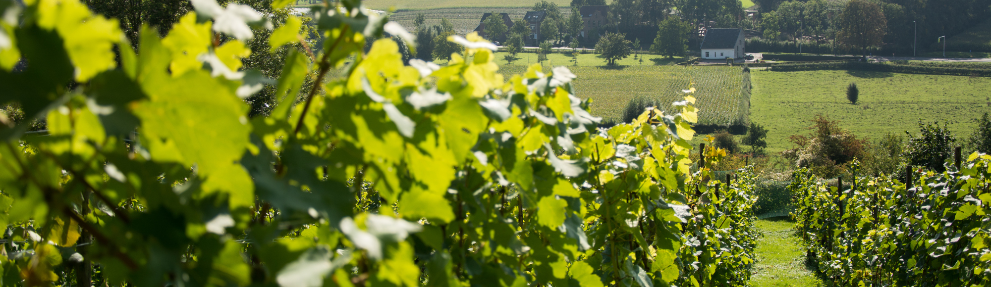Uitzicht vanaf Wittemer wijngaard over Wahlwiller op een zonnige dag