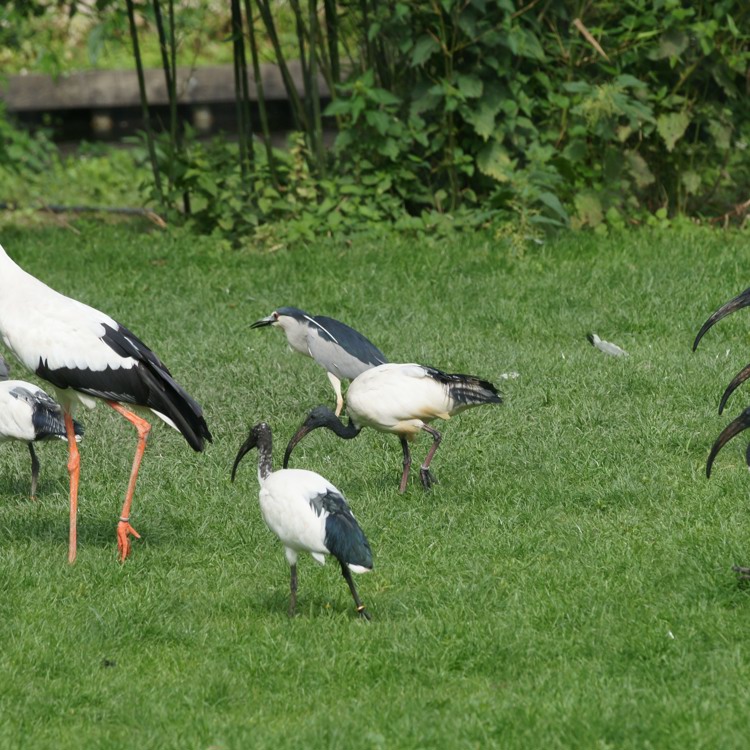 Ooievaar in Kasteelpark Born