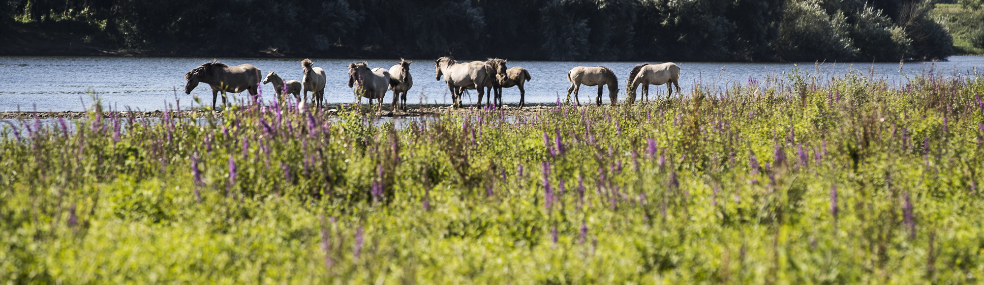 Groep Koninckspaarden langs de Maas