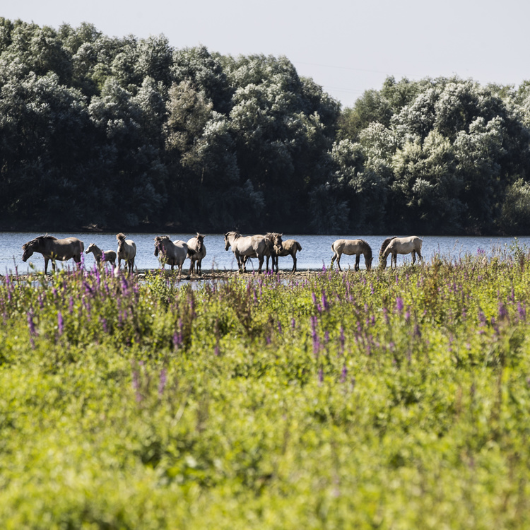 Groep Koninckspaarden langs de Maas