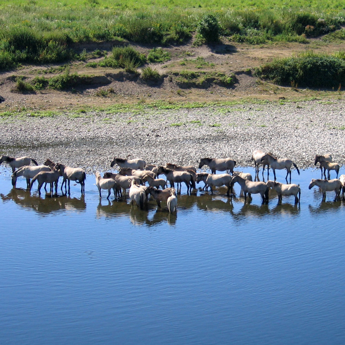 Groep Koninckspaarden langs de Maas