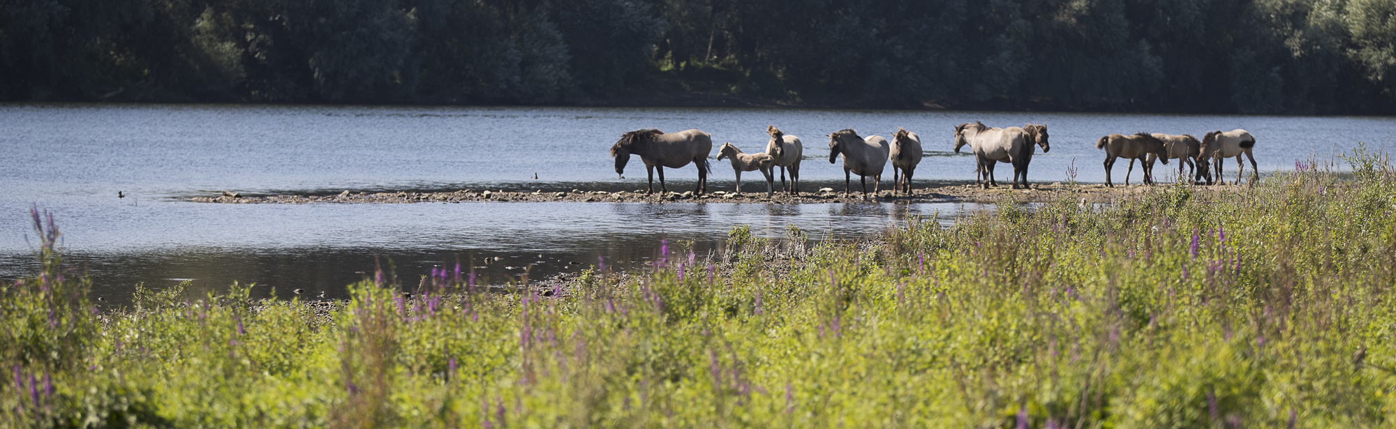 Groep Koninckspaarden langs de Maas