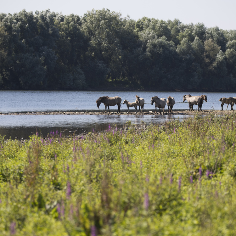 Groep Koninckspaarden langs de Maas