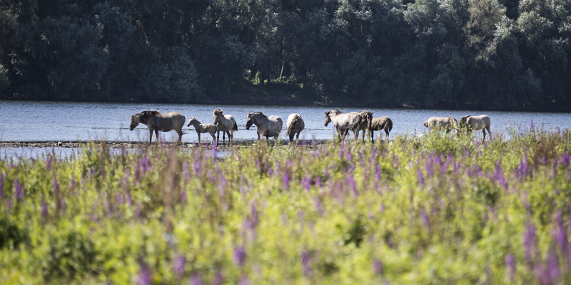 Groep Koninckspaarden langs de Maas