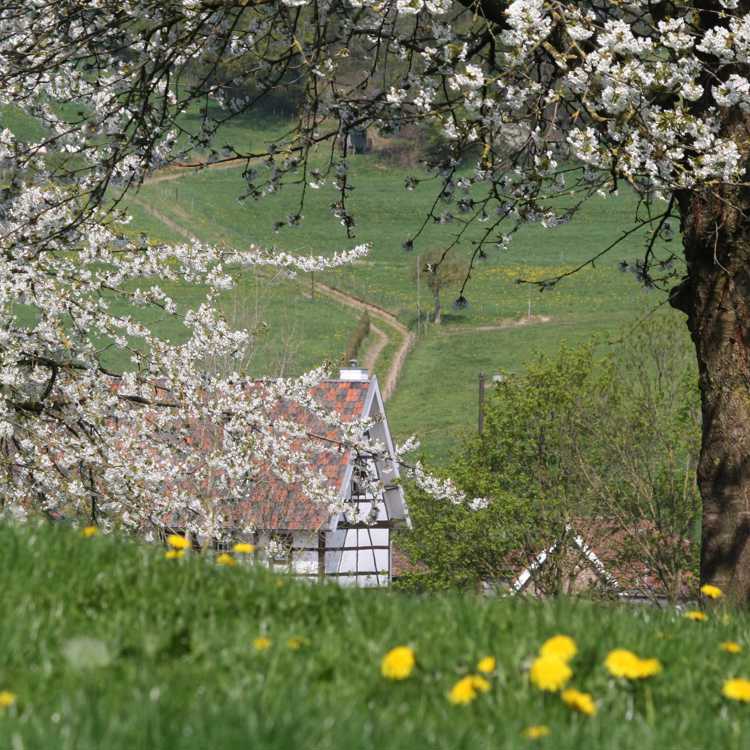 Hoogstambomen met bloesem met achterliggend vakwerkhuis en weilanden