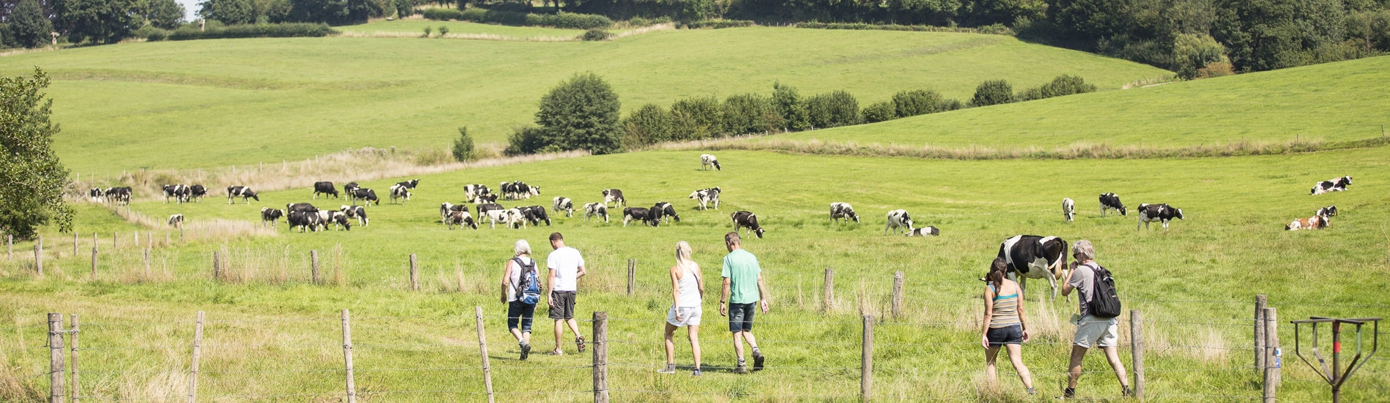 Wandelaars in glooiend heuvellandschap met stegelke en koeien