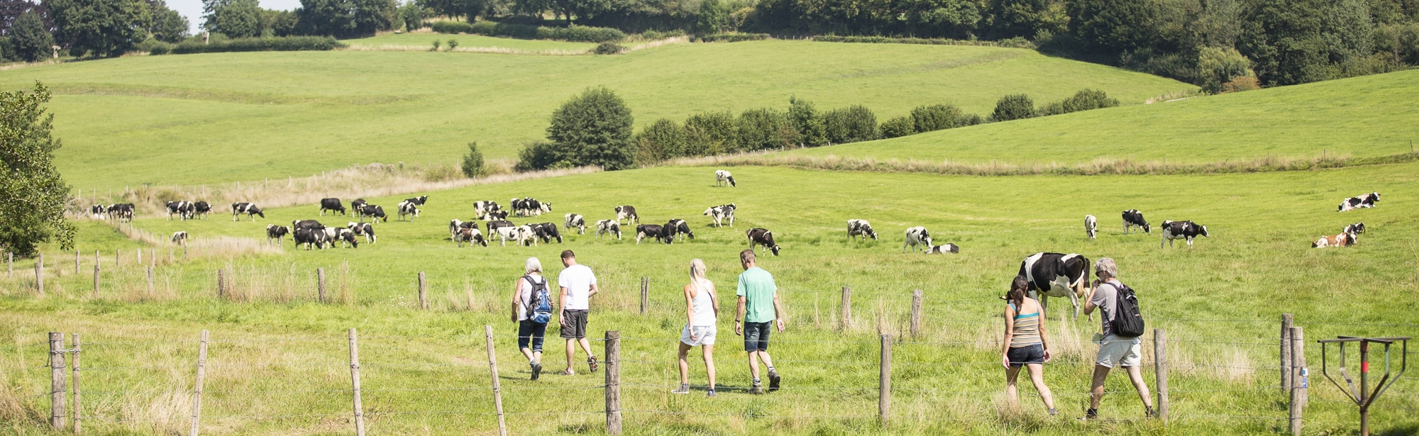 Wandelaars in glooiend heuvellandschap met stegelke en koeien