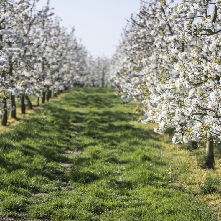 Weide met fruitbomen in bloesem