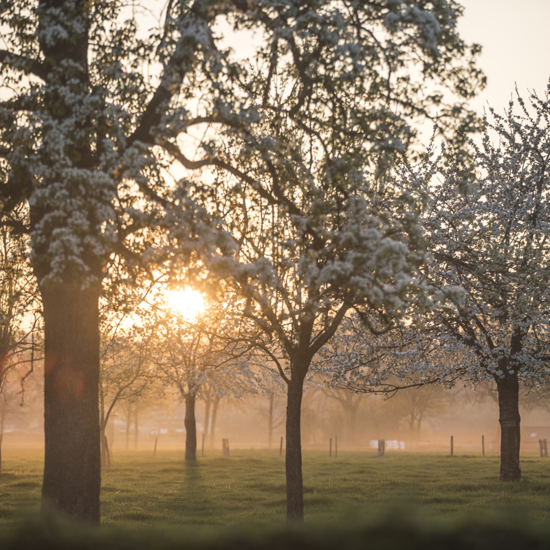 Hoogstamfruitgaard met bloesem en opkomende zon