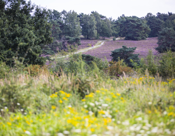 Brunssummerheide staat volop in bloei met wandelaars