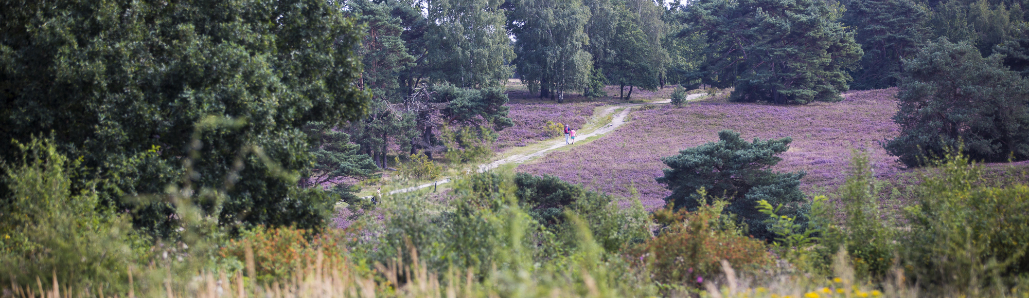 Brunssummerheide staat volop in bloei met wandelaars