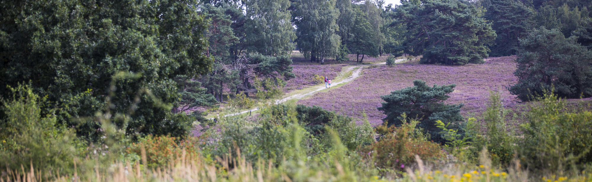 Brunssummerheide staat volop in bloei met wandelaars