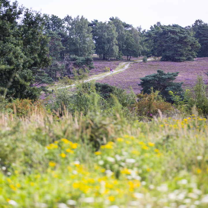 Brunssummerheide staat volop in bloei met wandelaars