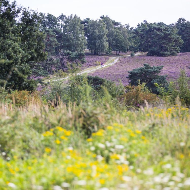 Brunssummerheide staat volop in bloei met wandelaars