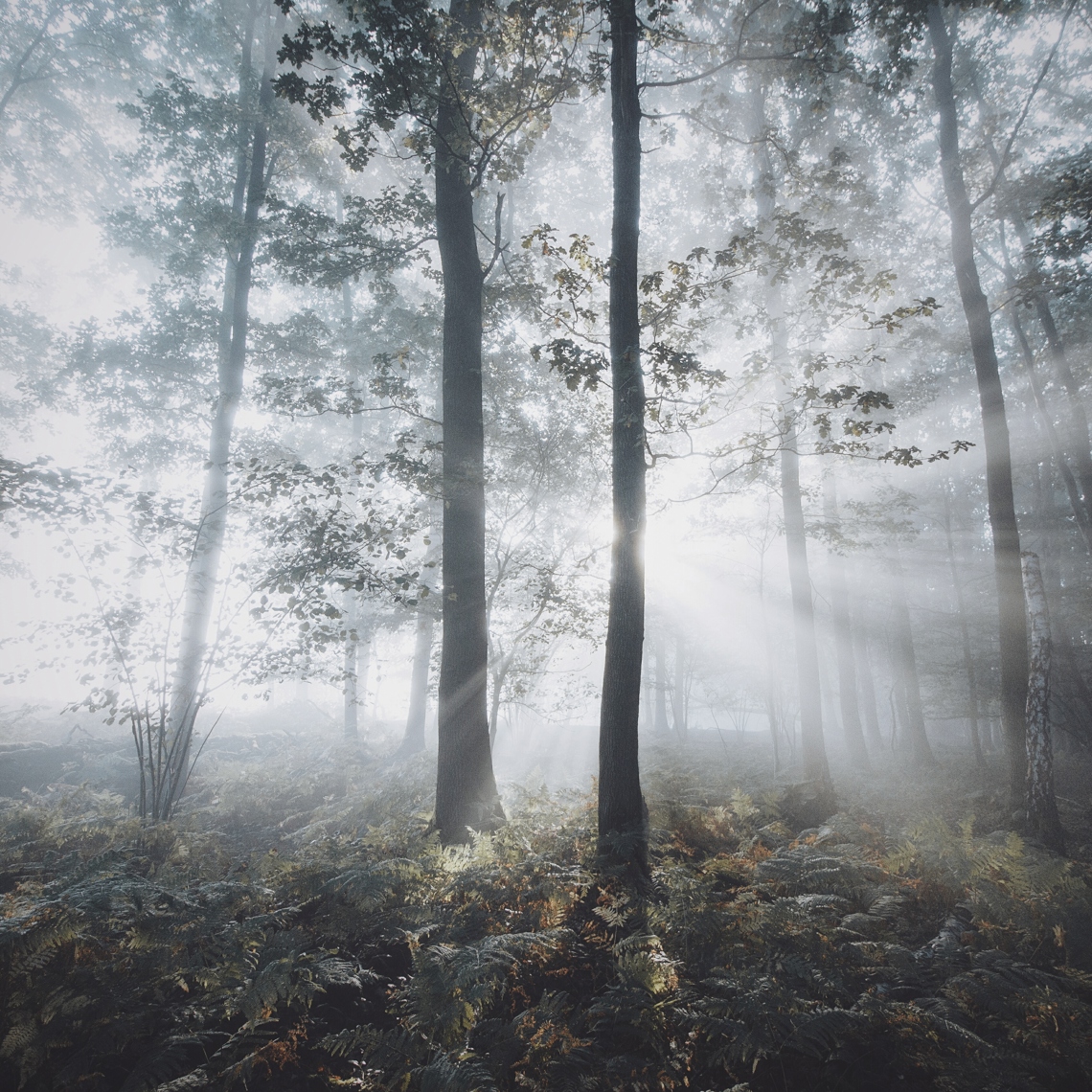 Lichtinval bij de Schinveldse Bossen