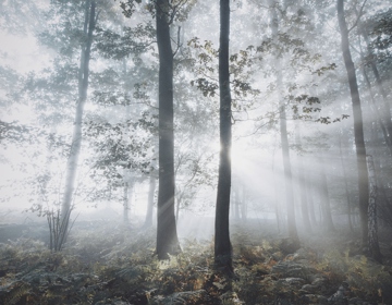 Lichtinval bij de Schinveldse Bossen