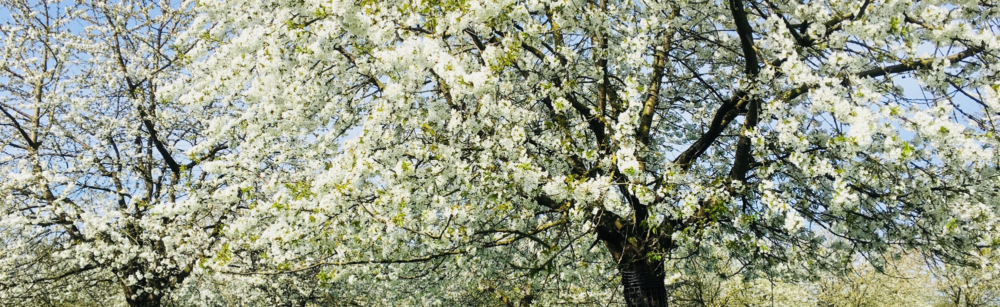 Blog Jenneke Hallo Lente met bomen in weide met bloesem