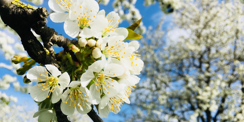 Blog Jenneke Hallo Lente met detailfoto van bloesem