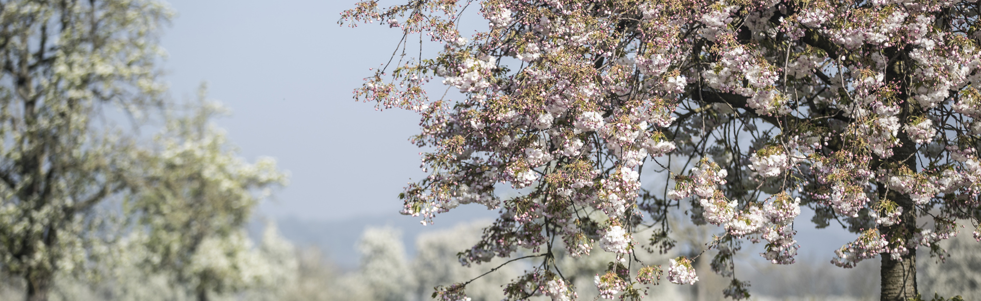 Weide met diverse bomen met bloesem