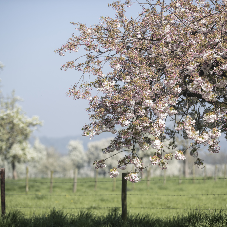 Weide met diverse bomen met bloesem