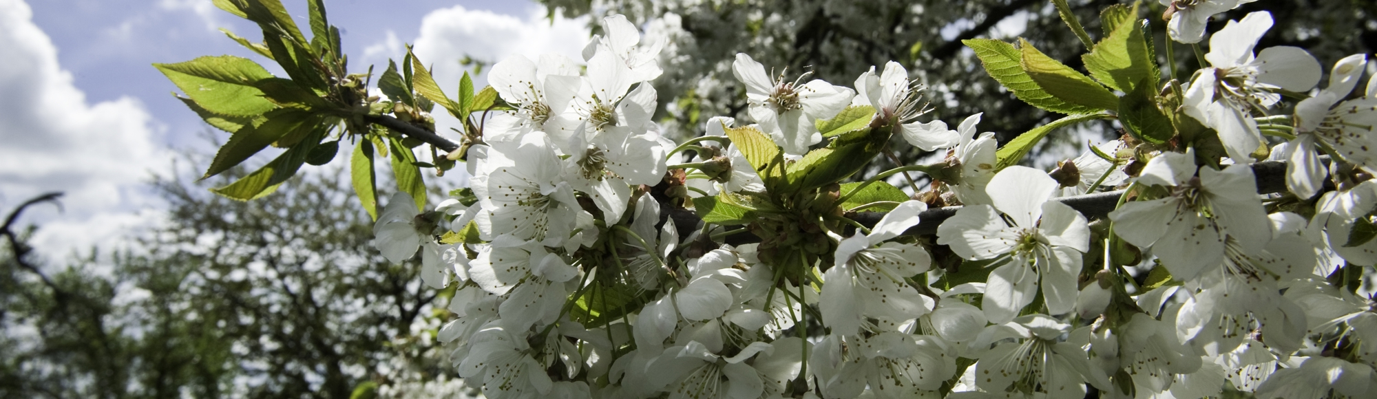 Detailopname van witte bloesem aan boom