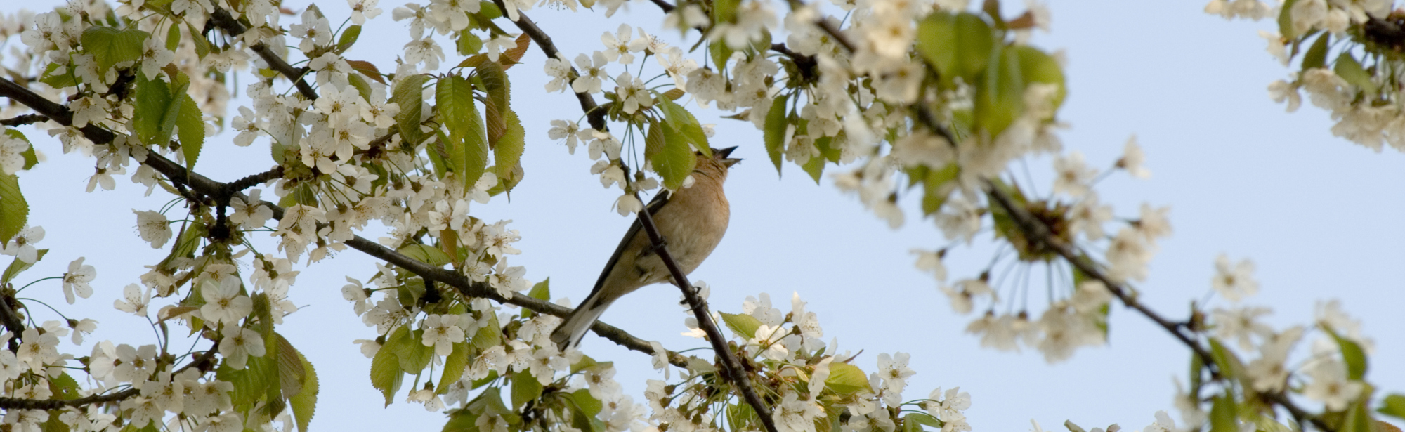 Detailopname van bloesem aan boom met fluitende vogel