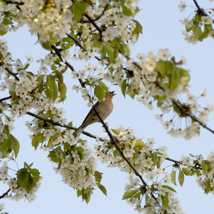 Detailopname van bloesem aan boom met fluitende vogel