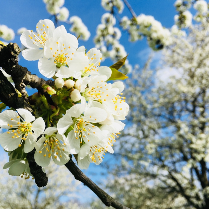 Detailopname van witte bloesem aan boom