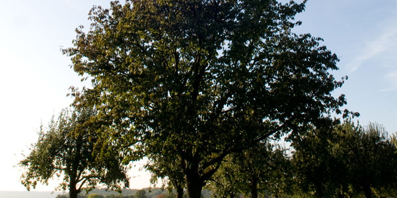 Hoogstambomen in weide