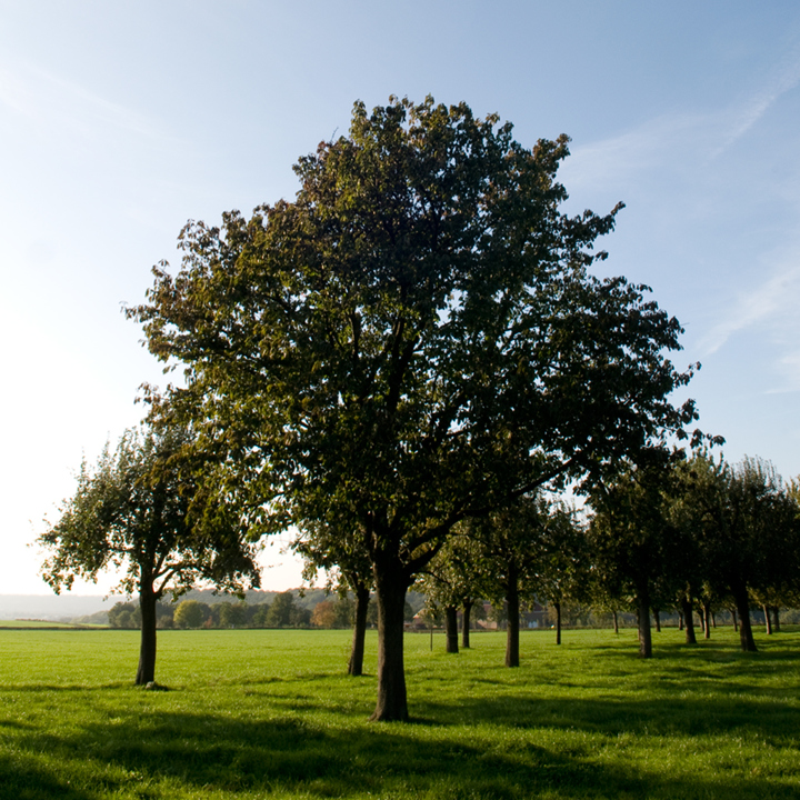 Hoogstambomen in weide