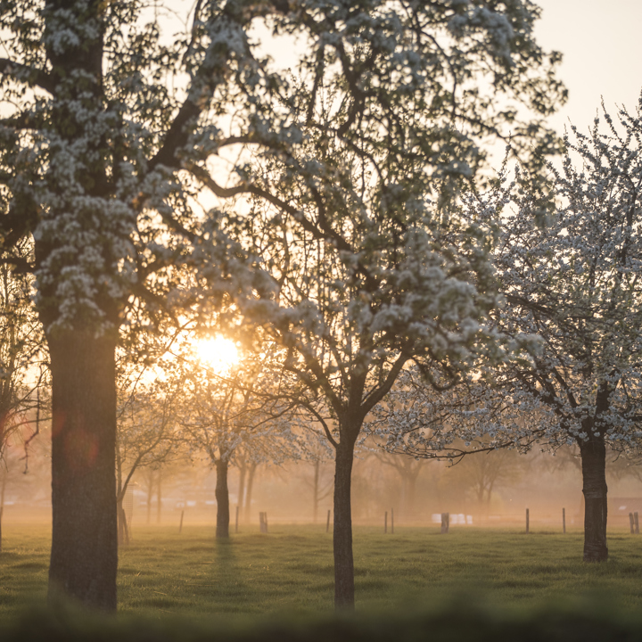 Hoogstamfruitbomen met bloesem en zon