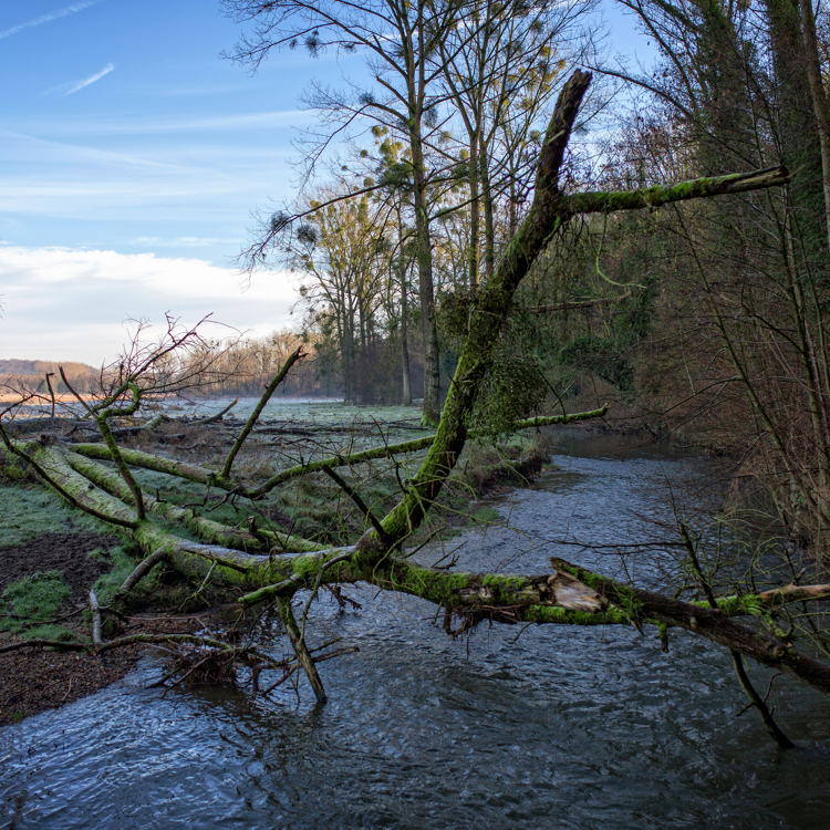 Een afgebroken boom hangt over de stromende Geul