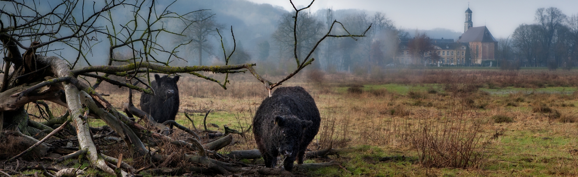 Koeien in het Ingendael bij een afgebroken boomtak in een mysterieuze setting met mist