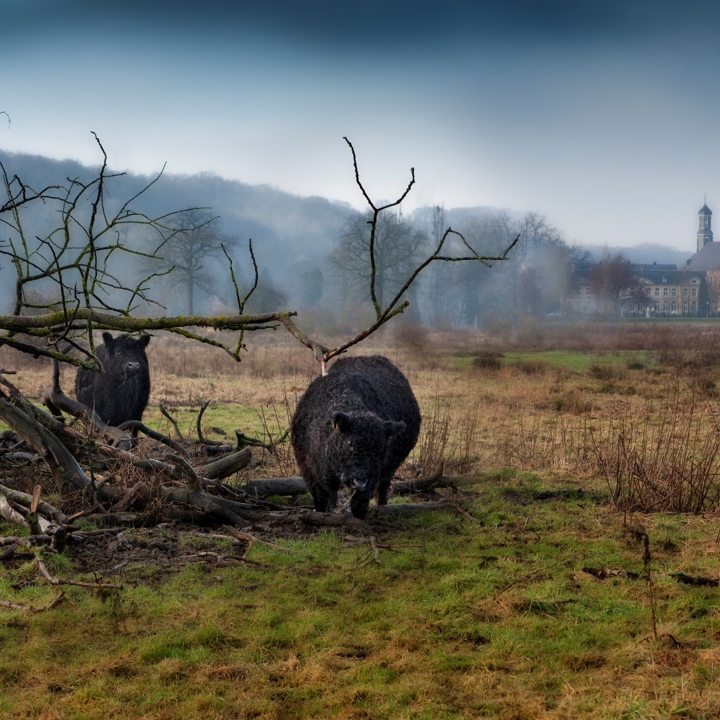 Koeien in het Ingendael bij een afgebroken boomtak in een mysterieuze setting met mist