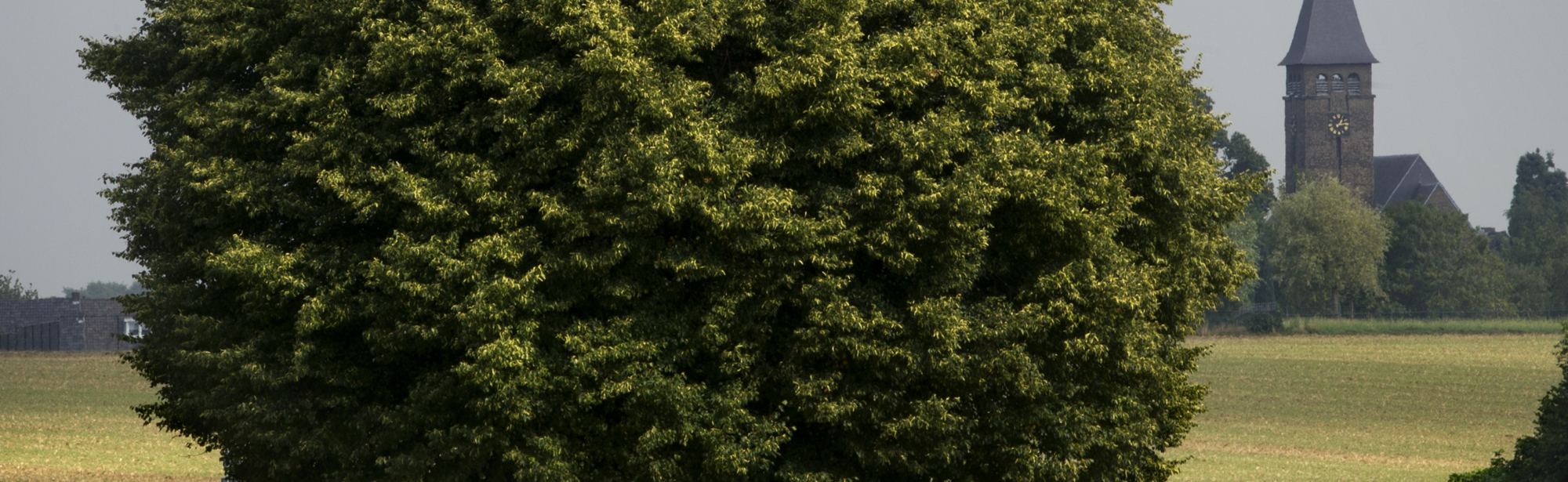 Groene Hotspot Geleenbeekdal Boom Met Bankje En Kerk Op Achtergrond