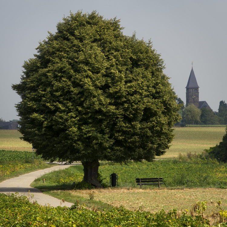 Groene Hotspot Geleenbeekdal Boom Met Bankje En Kerk Op Achtergrond