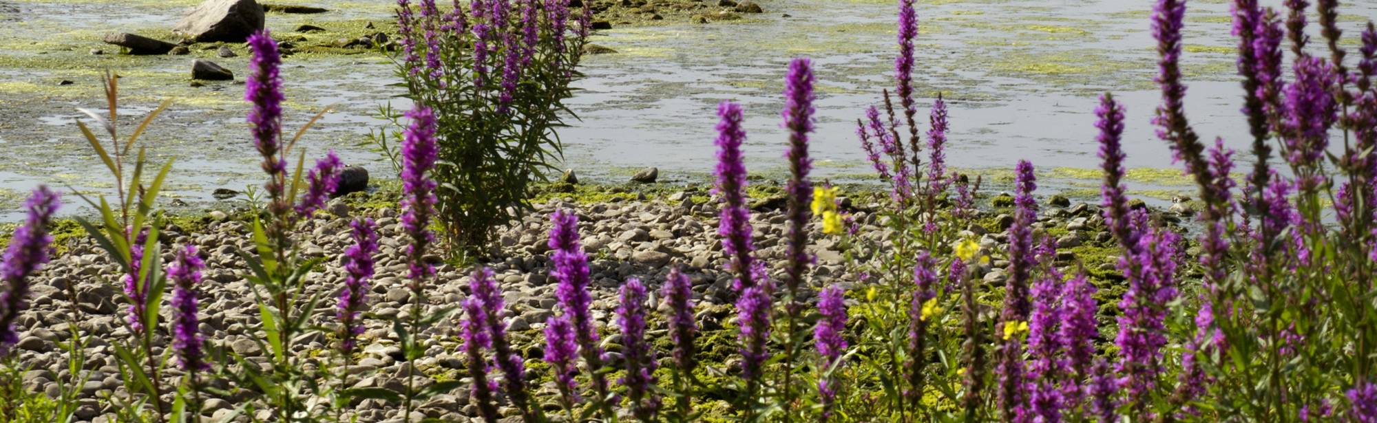 Groene Hotspot Maasvallei Water Met Paarse Bloemen Op Voorgrond