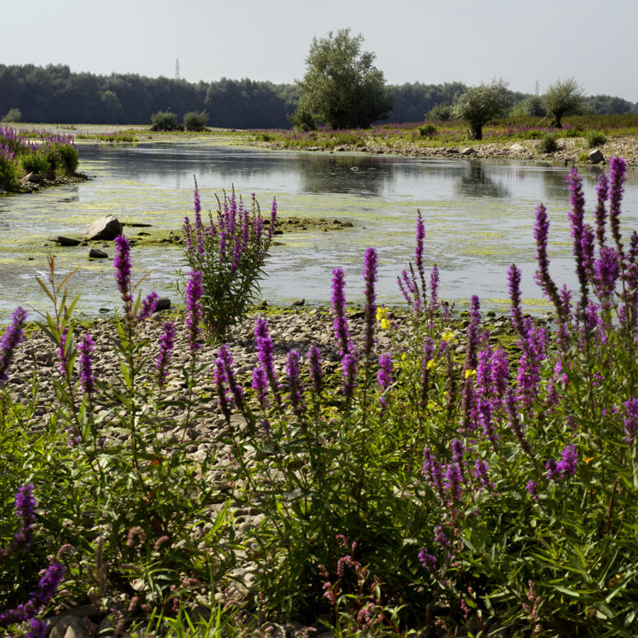 Groene Hotspot Maasvallei Water Met Paarse Bloemen Op Voorgrond