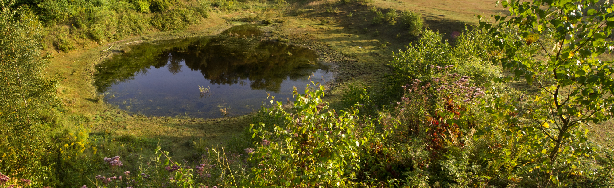 Groene Hotspot Meertensgroeve Groeve Met Vijver En Planten