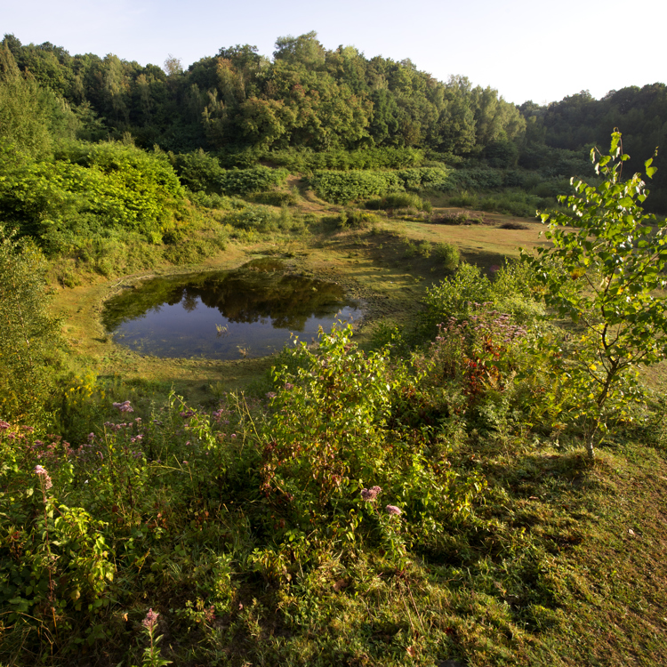 Groene Hotspot Meertensgroeve Groeve Met Vijver En Planten