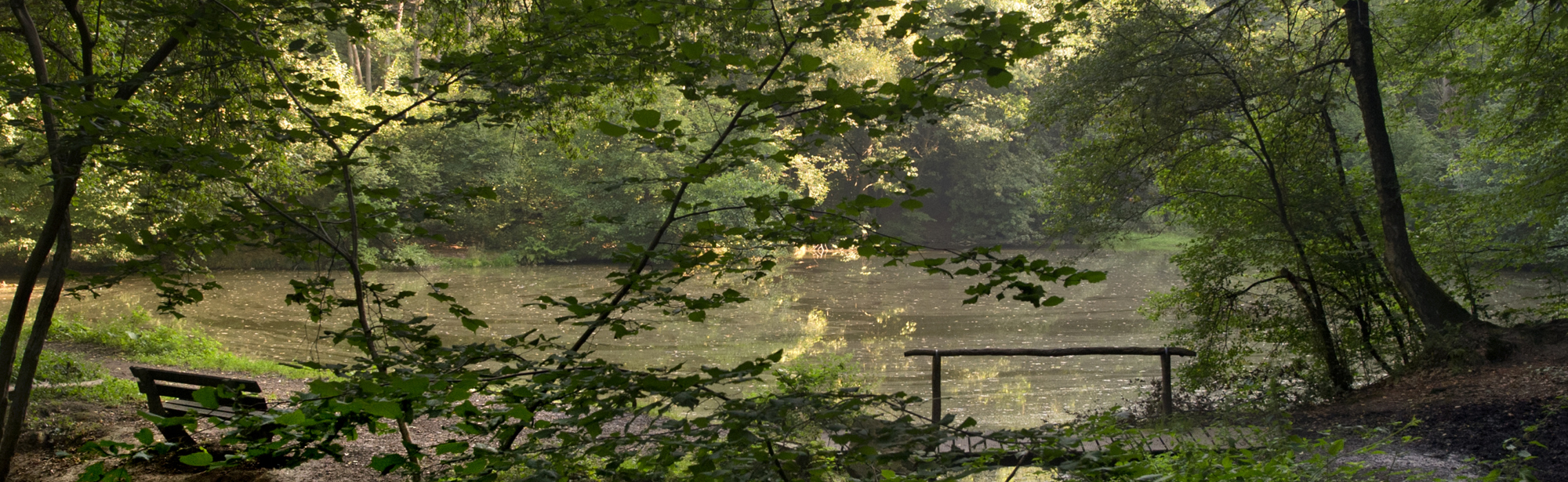 Groene Hotspot Ravensbosch Bos Met Bankje En Vijver