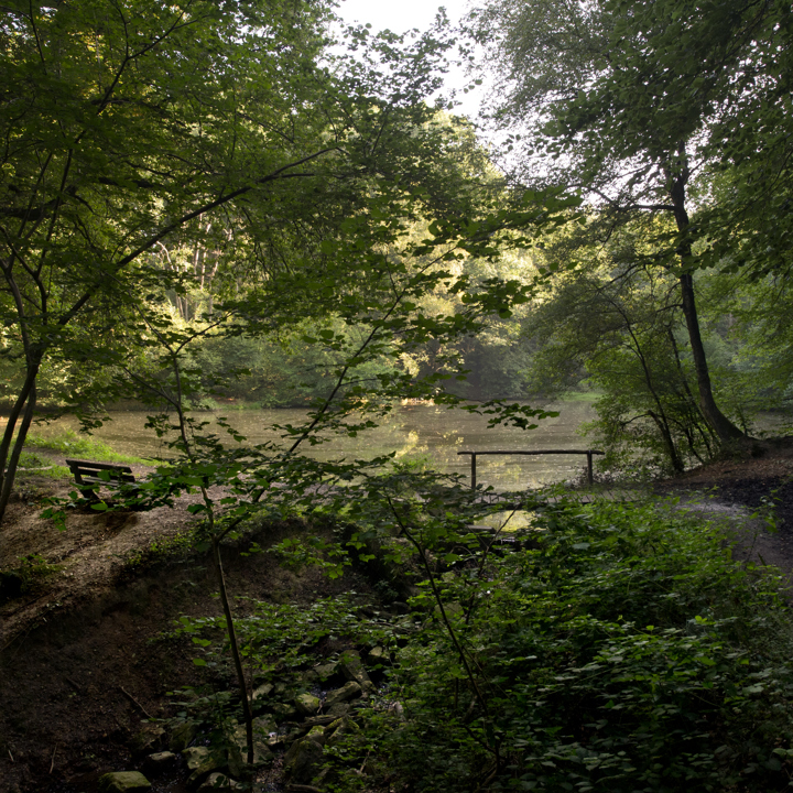 Groene Hotspot Ravensbosch Bos Met Bankje En Vijver