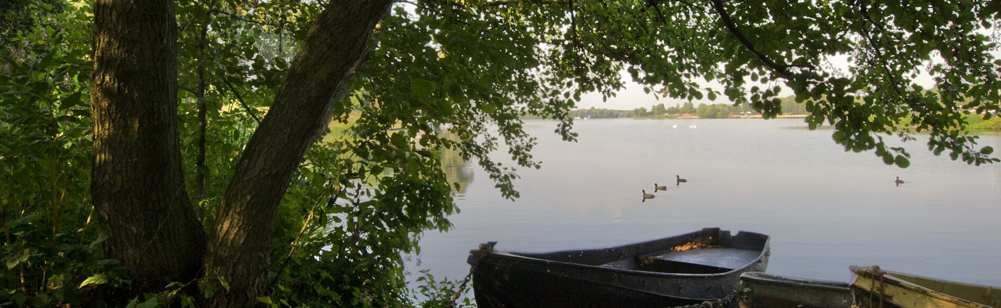 Groene Hotspot in Eijsder Beemden: Vijver Met Eendjes en Bootje Op Voorgrond