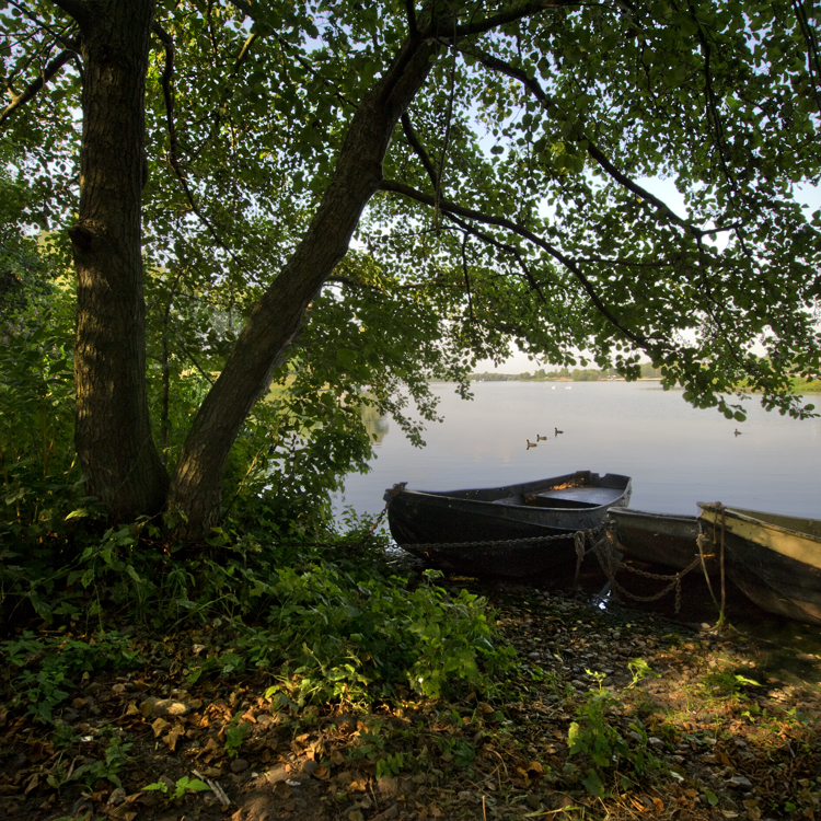 Groene Hotspot in Eijsder Beemden: Vijver Met Eendjes en Bootje Op Voorgrond